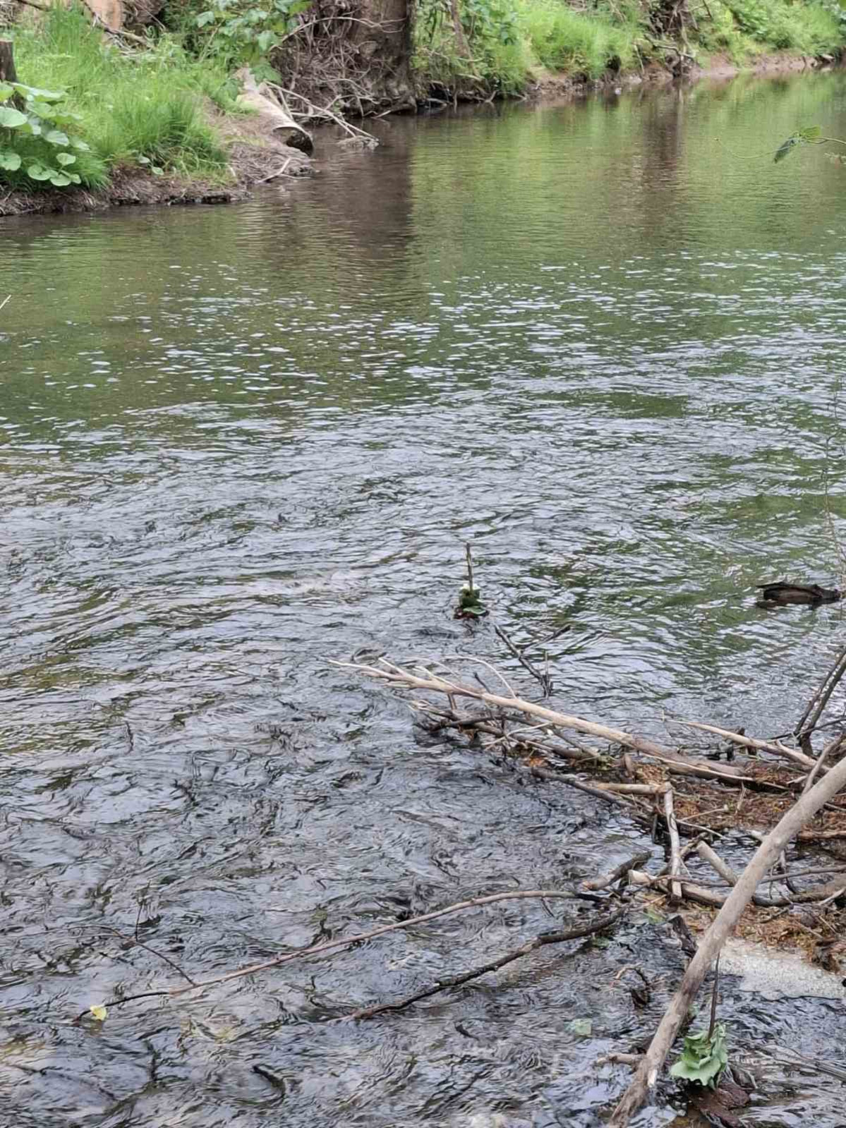 Barčice prepustite se toku - Ribe in Veveverice